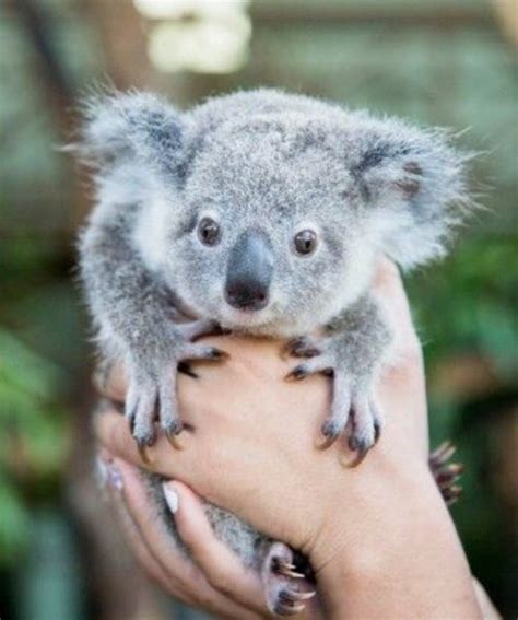 Are Koala's really as cute as they look? | Cute animals, Cute baby animals, Animals wild