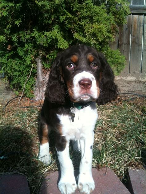 992 best images about MI Springer Spaniel/Kimi. on Pinterest