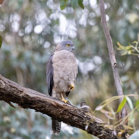 Bird of the Month: Brown Goshawk – Connecting Country