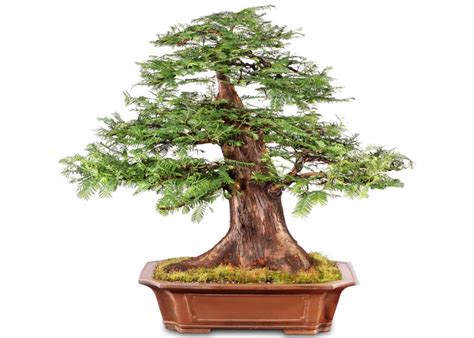 Care guide for Redwood Bonsai (Metasequoia and Sequoia) - Bonsai Empire