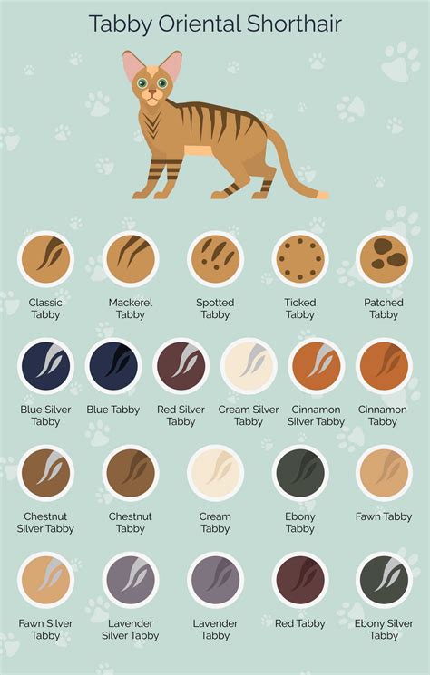 100 Oriental Shorthair Cat Colors (With Infographic) | Hepper