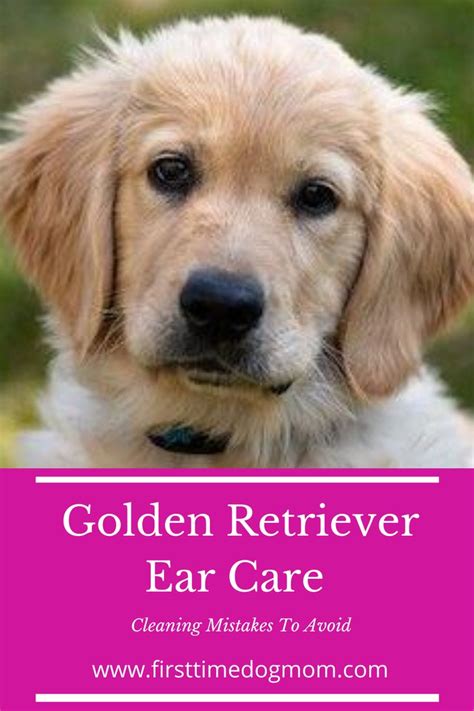 Golden Retriever Ear Care | Golden retriever puppy training, Golden retriever, Retriever