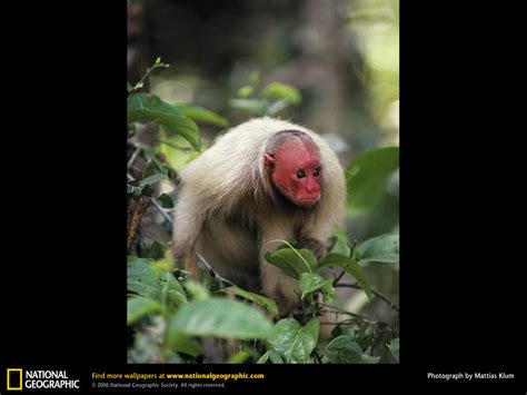 Red Uakari Monkey - Primates Wallpaper (918747) - Fanpop