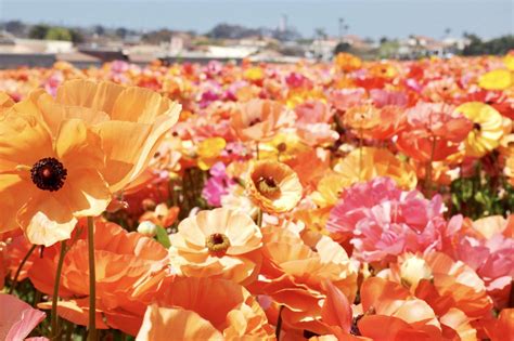 Visiting the Carlsbad Flower Fields: EVERYTHING You Need to Know (2023)