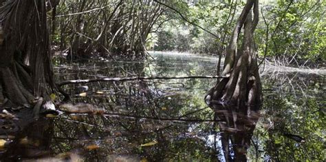 Jewel of Nature in the SouthEast of Puerto Rico | Ciencia Puerto Rico