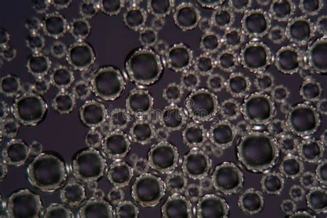 Bubbles of Beer Foam Under a Microscope Stock Photo - Image of liquid ...