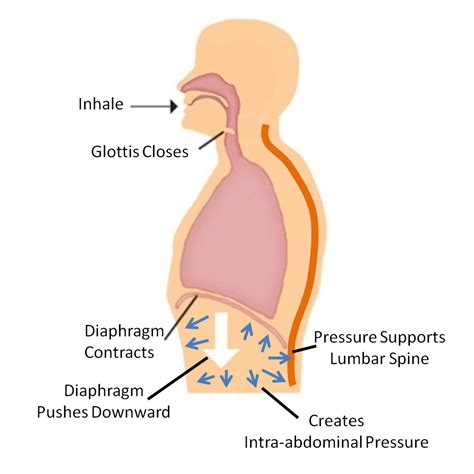 Intra-Abdominal Pressure (IAP): What is it? How to engage the core to help stabilize the lumbar ...