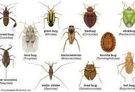 Hemiptera | Insect Wiki | Fandom