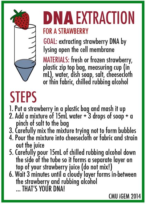 Strawberry Dna Extraction Lab Worksheet – E Street Light