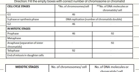 Mitosis and Meiosis Worksheet on Chromosome and Chromatid number (DNA ...