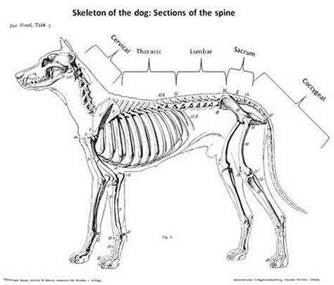 Doberman Pinscher - Cervical Vertebral Malformation Syndrome - UFAW