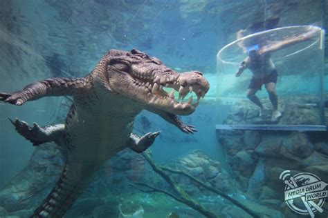 Images Show Tourists Being Lowered Into Crocodile Enclosure With Just ...