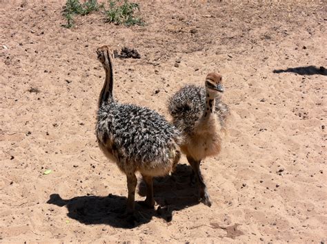 Two Ostrich Chicks Free Stock Photo - Public Domain Pictures