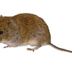 Vole clipart, Download Vole clipart for free 2019