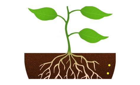 Plants Clipart Root Plant With Roots Png - Clip Art Library