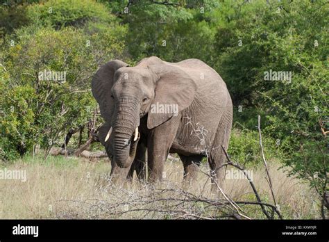 Kruger National Park, Mpumalanga, South Africa Stock Photo - Alamy