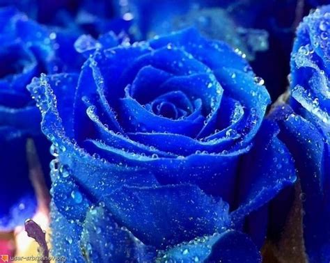 Indigo Rose | | Colors.Indigo | | Blue flower pictures, Blue roses wallpaper, Rose wallpaper