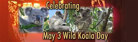 Wild Koala Day | Saving Koalas