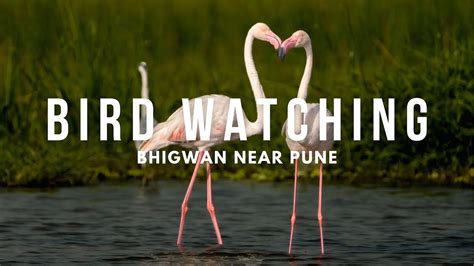 Witness Spectacular Flamingos Near Pune: My Visit to Bhigwan Bird ...