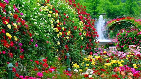 Beautiful Rose Garden Wallpapers