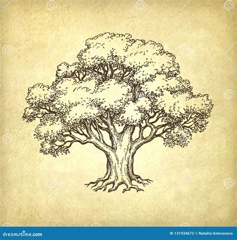 Ink sketch of oak tree. stock vector. Illustration of engraving - 131934673