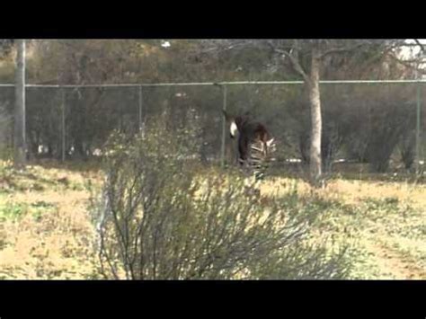 Okapi Running at the Denver Zoo - YouTube