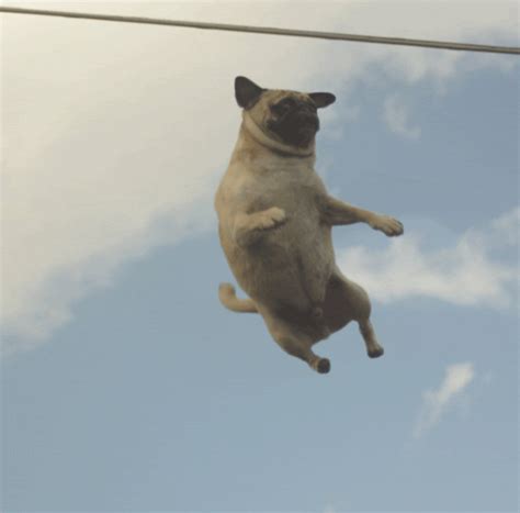 Pin by Fraser King on Fraser King | Pugs, I love dogs, Flying pug