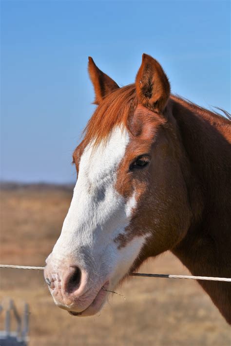 Sorrel Horse Portrait Free Stock Photo - Public Domain Pictures