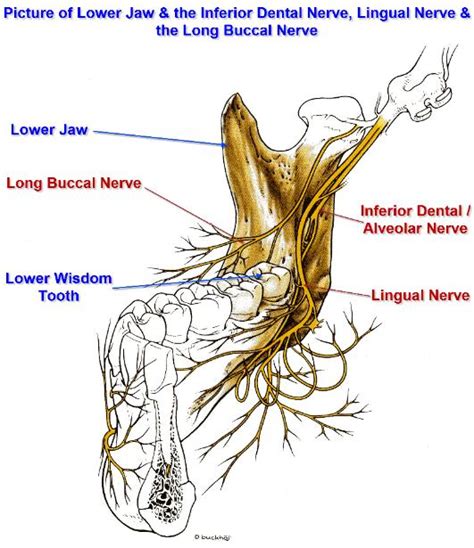 Inferior Alveolar | Alabama Surgical Arts