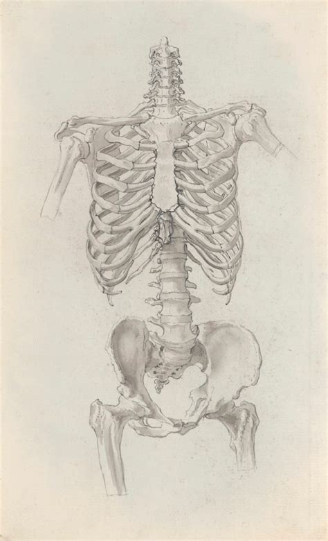 Skeleton torso, for Cheselden's Osteographia | Works of Art | RA Collection | Royal Academy of Arts