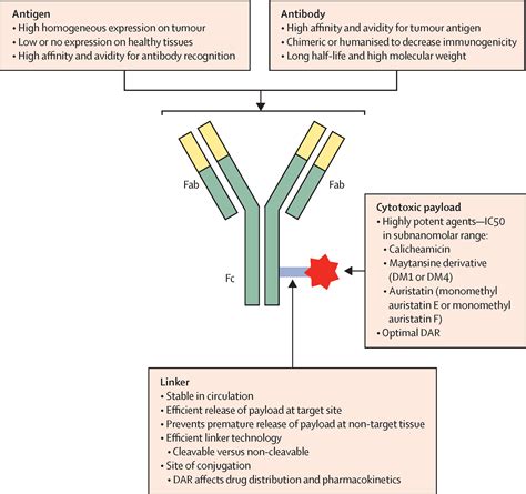 Antibody–drug conjugates for cancer - The Lancet