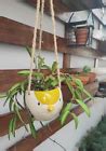 Hanging Bird Planter Set Planters Pots Succulent Plant Pots Ceramic ~ Set Of 3 | eBay