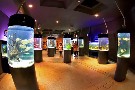 Phuket Aquarium - Educational Family Attraction in Phuket – Go Guides