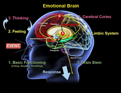 We are driven by our Emotions – NeuroInsights