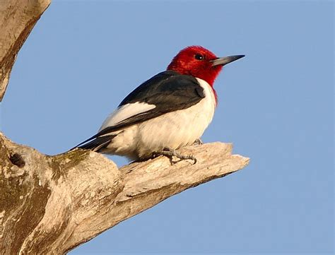 Red-headed Woodpecker - Melanerpes erythrocephalus | Wildlife Journal Junior