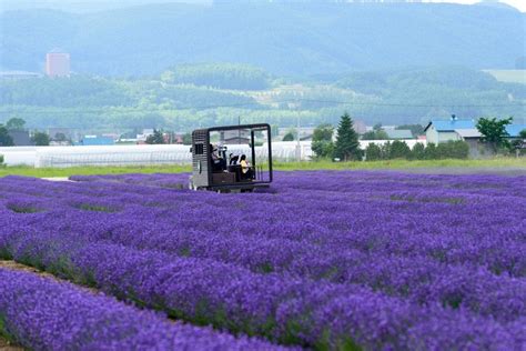 lavender_east _furano_hokkaido | Kyuhoshi