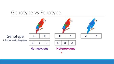 Genotype Vs Phenotype Video Youtube | Free Hot Nude Porn Pic Gallery