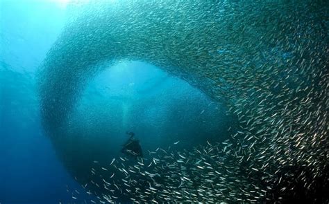 Pescador Island - The Blue Orchid Resort Moalboal