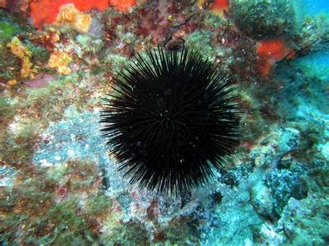 Black sea urchin - Institut océanographique Paul Ricard