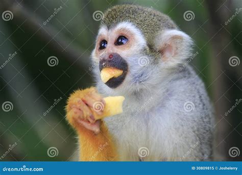 Squirrel Monkey 4 stock image. Image of proboscis, life - 30809815