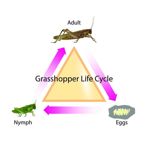 The Lifecycle Of Grasshoppers – WhatBugIsThat