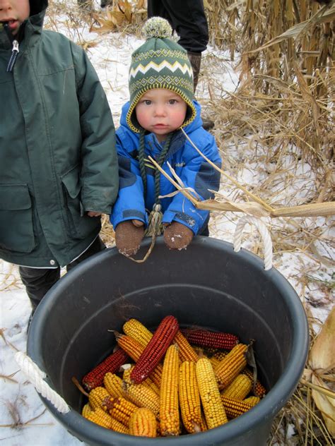 Glory Acres: Corn Harvest