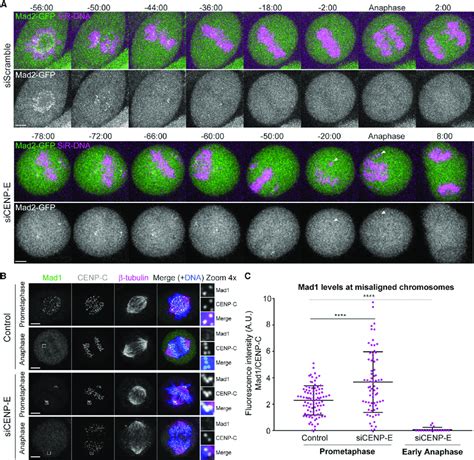 Cells with misaligned chromosomes enter anaphase after satisfying the ...