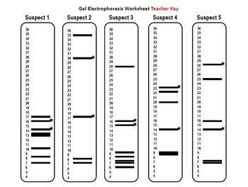 Dna Fingerprinting Crime Scene