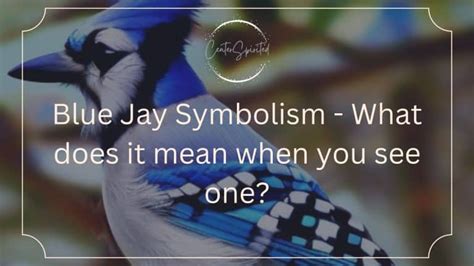 Blue Jay Symbolism - What does it mean when you see one?