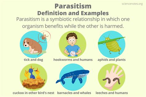 Parasitism Definition and Examples