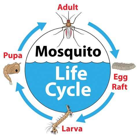 Mosquito Larvae Control: How and Why to Get Rid of Them | INSECT COP | Mosquito larvae, Mosquito ...