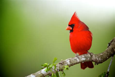 Colorful Northern Cardinal Bird