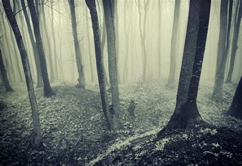 Spooky Forest With Fog On Halloween Stock Photo - Image: 40600927