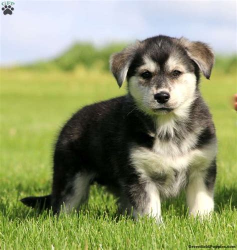 Husky Golden Retriever Mix Puppies